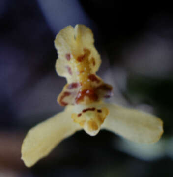 Image of Lockhartia imbricata (Lam.) Hoehne