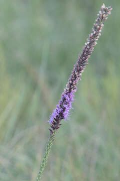 Image of Sharp Gayfeather