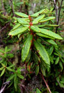 Imagem de Rhododendron groenlandicum (Oeder) K. A. Kron & W. S. Judd