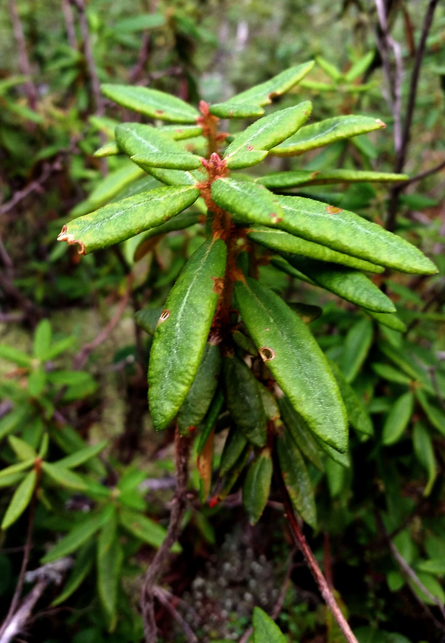 Image of Rusty Labrador-Tea