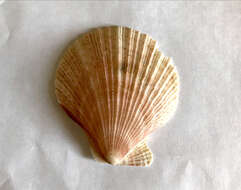 Image of Iceland scallop