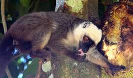 Image of White-fronted Brown Lemur