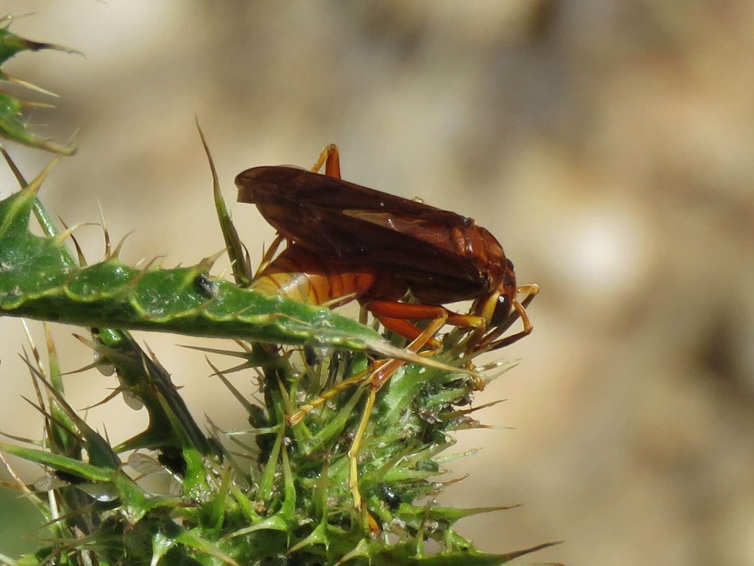 Image of Polistes kaibabensis Hayw. 1932