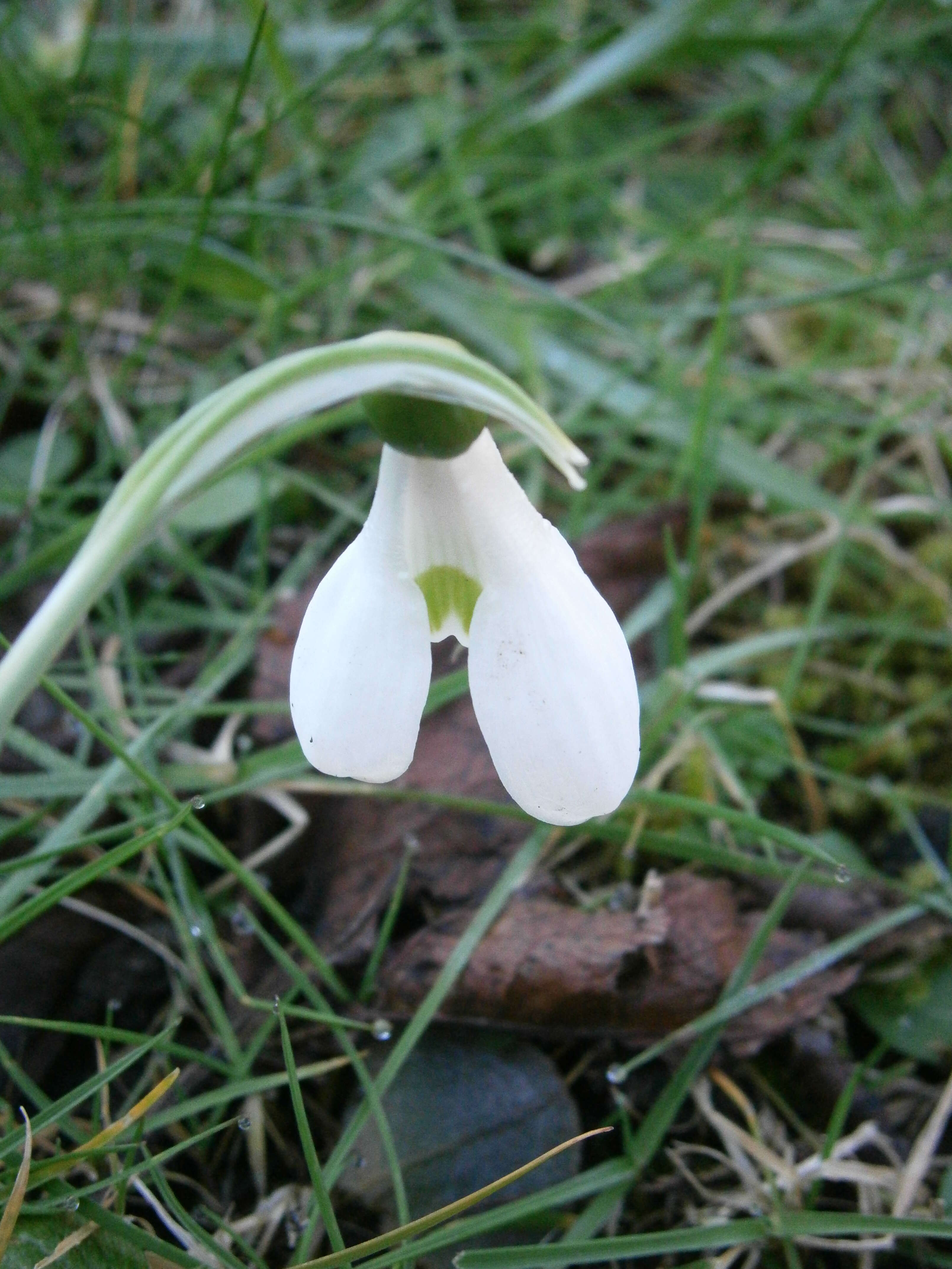 Image of giant snowdrop