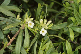 Image of Daphne gnidioides Jaub. & Spach