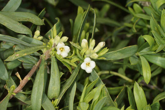 Image of Daphne gnidioides Jaub. & Spach