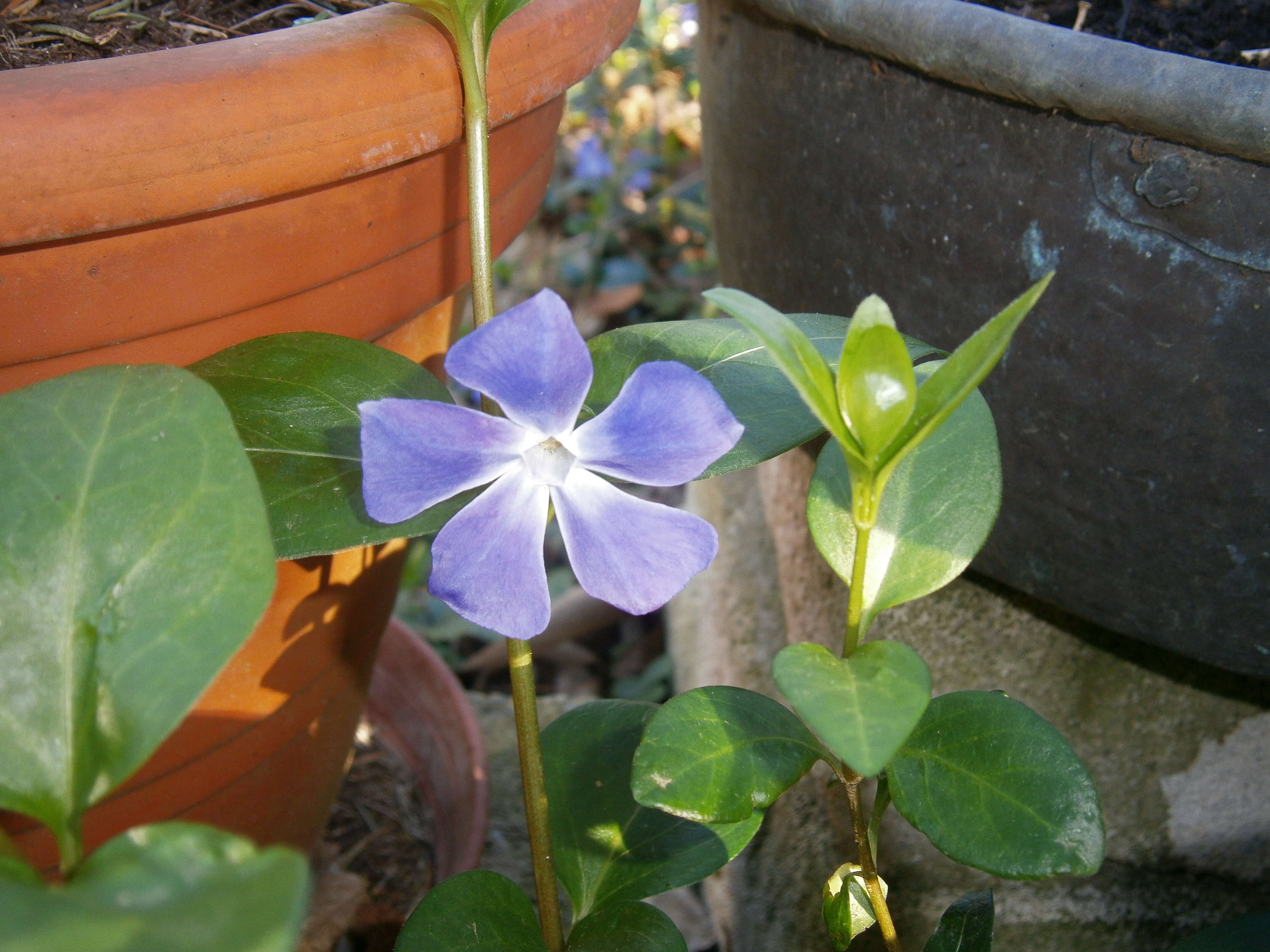 Image of Greater Periwinkle