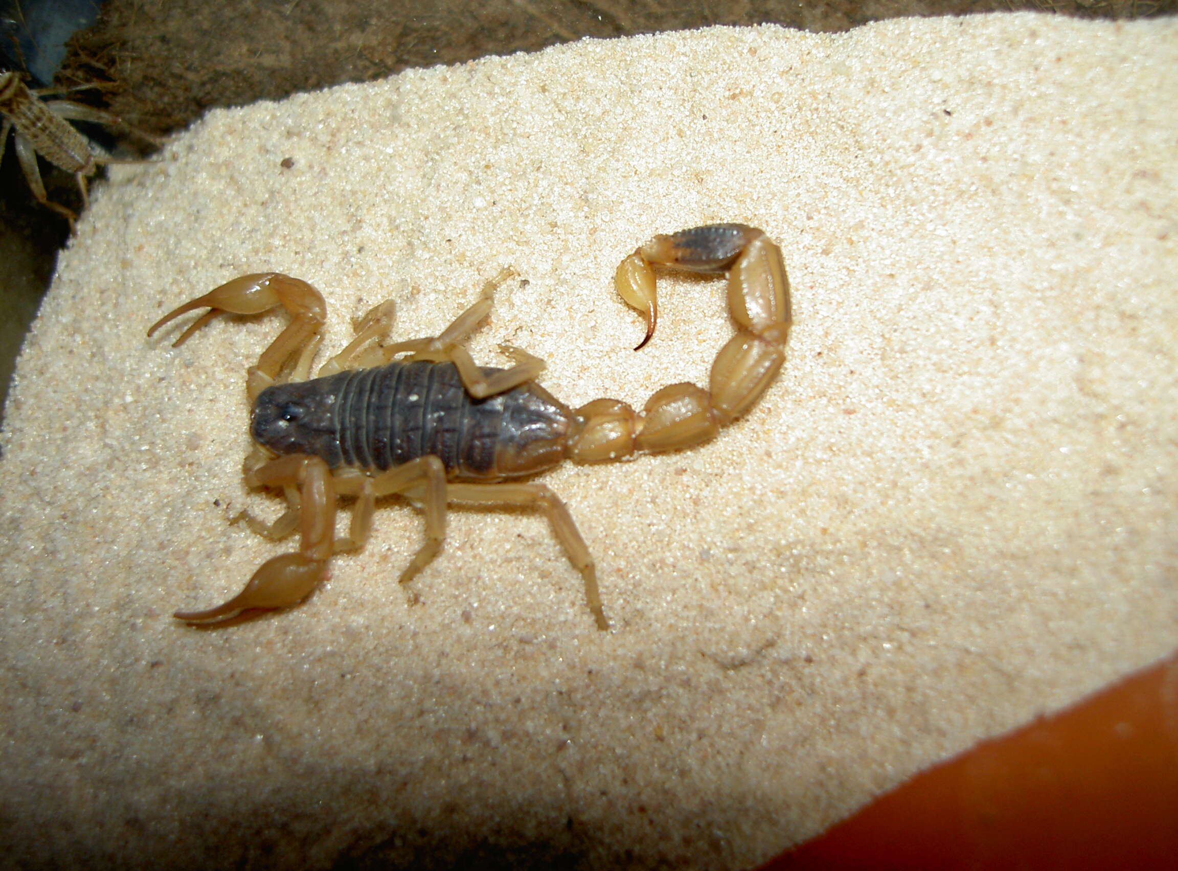 Image of Manchurian scorpion