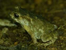 Image of Indian toad