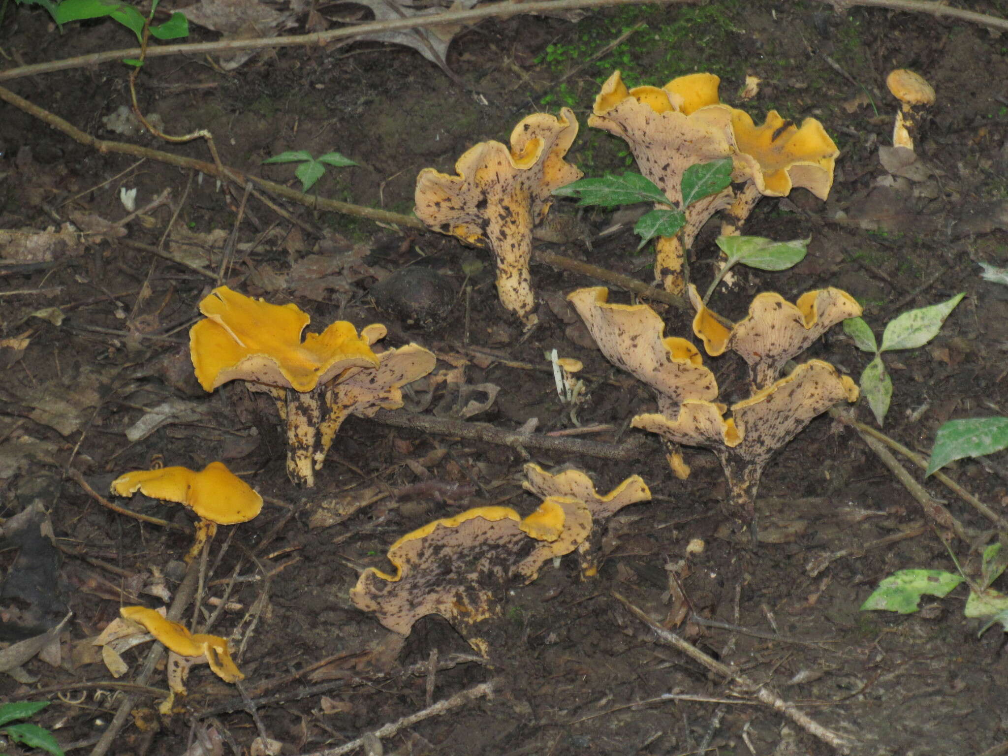 Image of Cantharellus lateritius (Berk.) Singer 1951