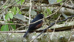 Image of Chestnut-bellied Seed Finch