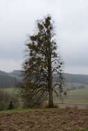 Image of European mistletoe