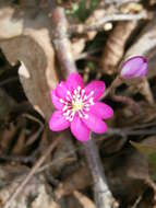 Plancia ëd Hepatica nobilis Schreb.