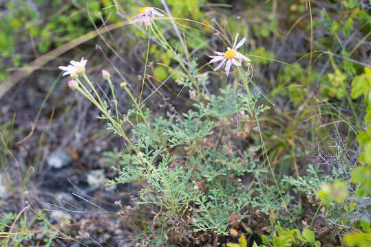 Image of Chrysanthemum sinuatum Ledeb.