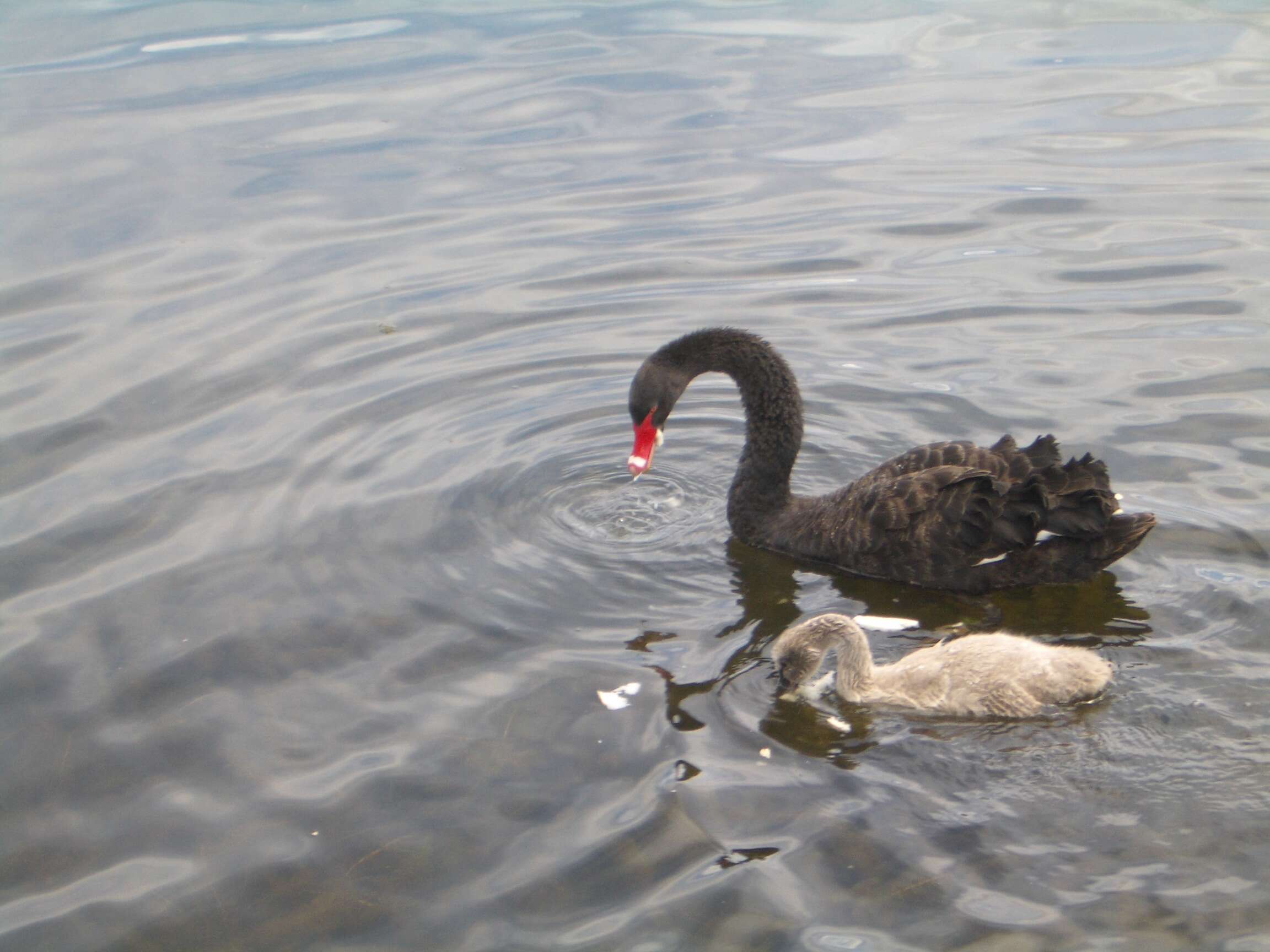 Image of Black Swan