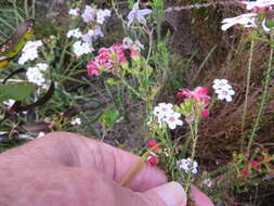 Image of Adenandra brachyphylla Schltdl.