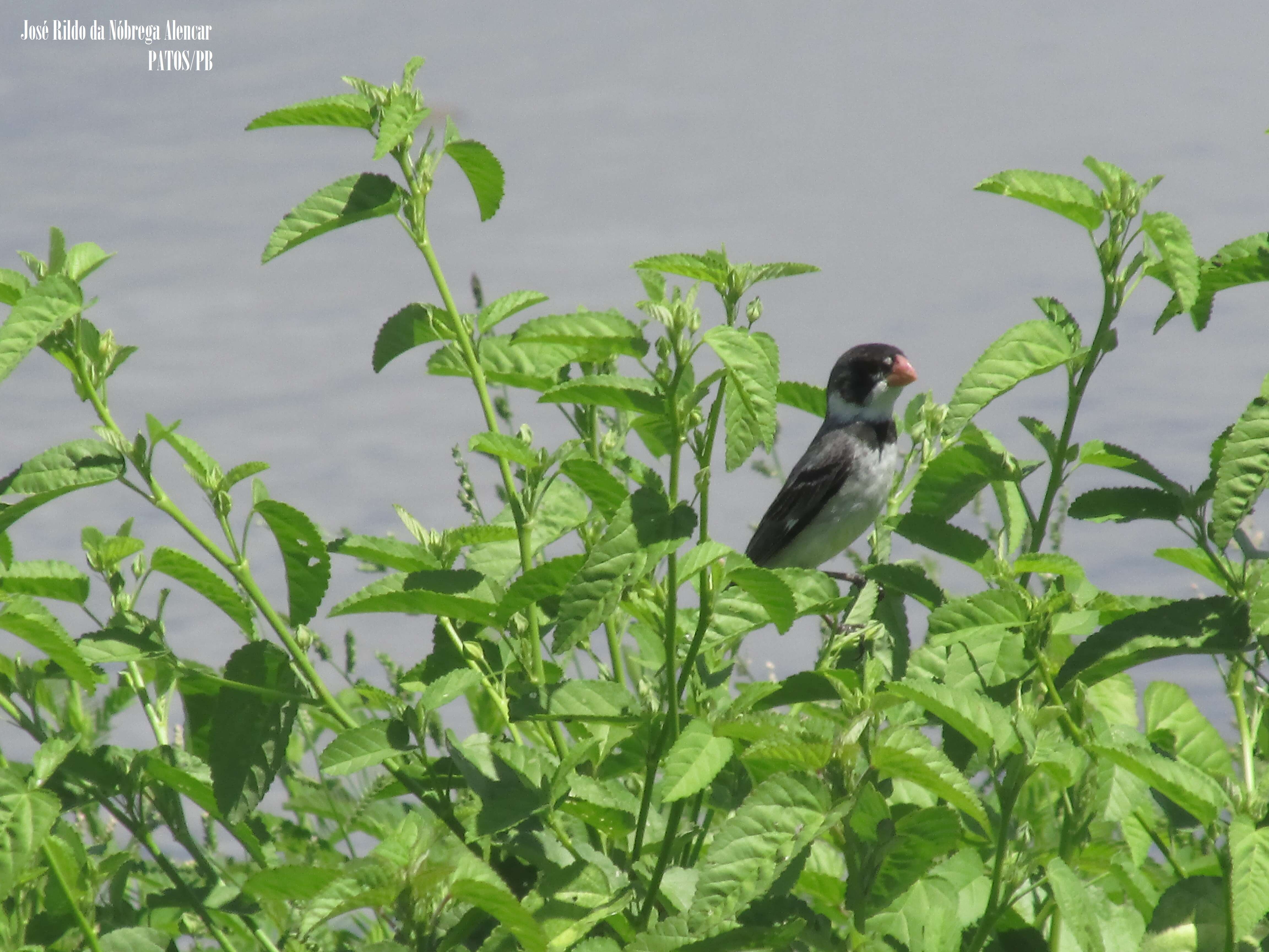 Image of White-throated Seedeater