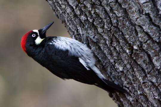 Image of Acorn Woodpecker