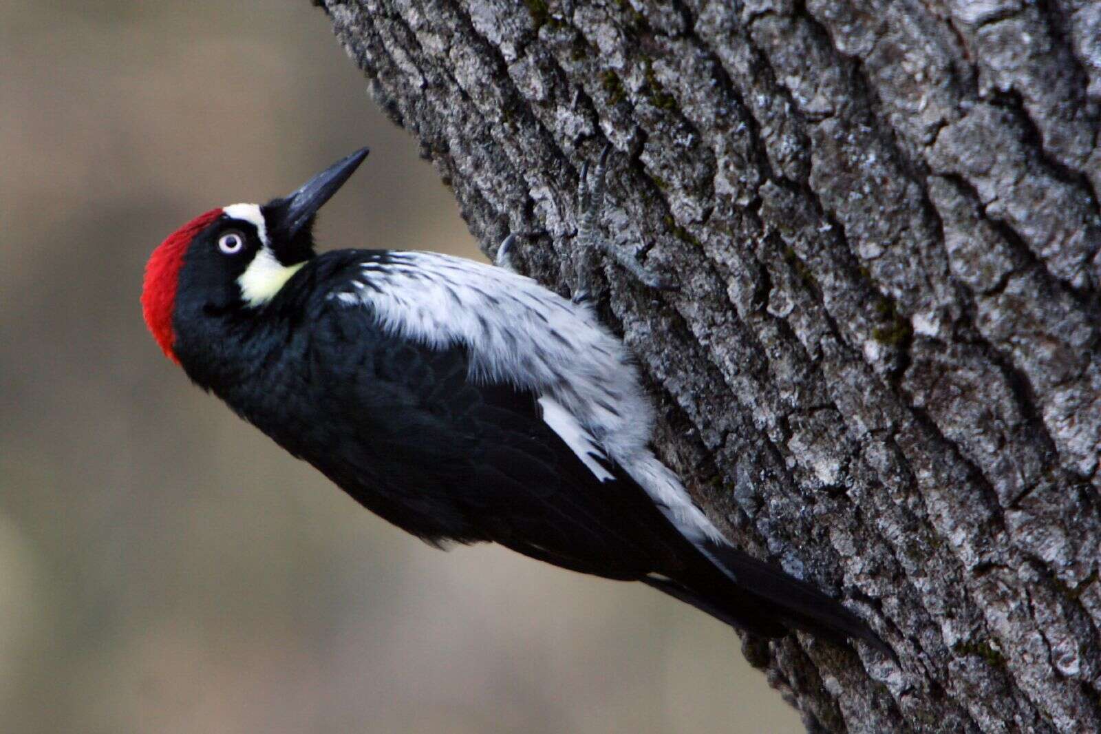 Image of Acorn Woodpecker