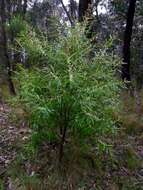 صورة Hakea salicifolia subsp. salicifolia