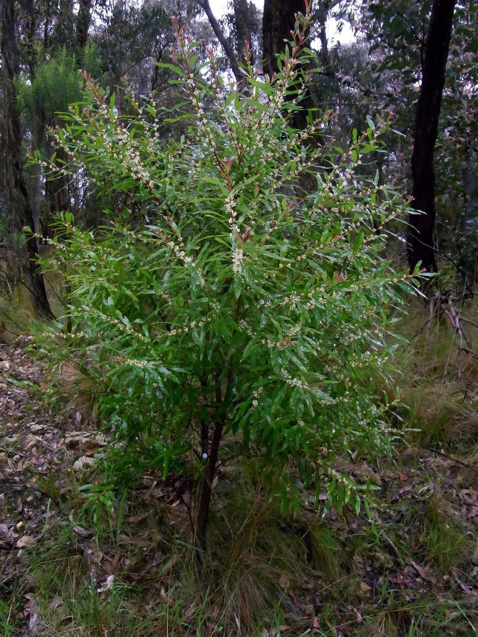 Image of Hakea salicifolia subsp. salicifolia