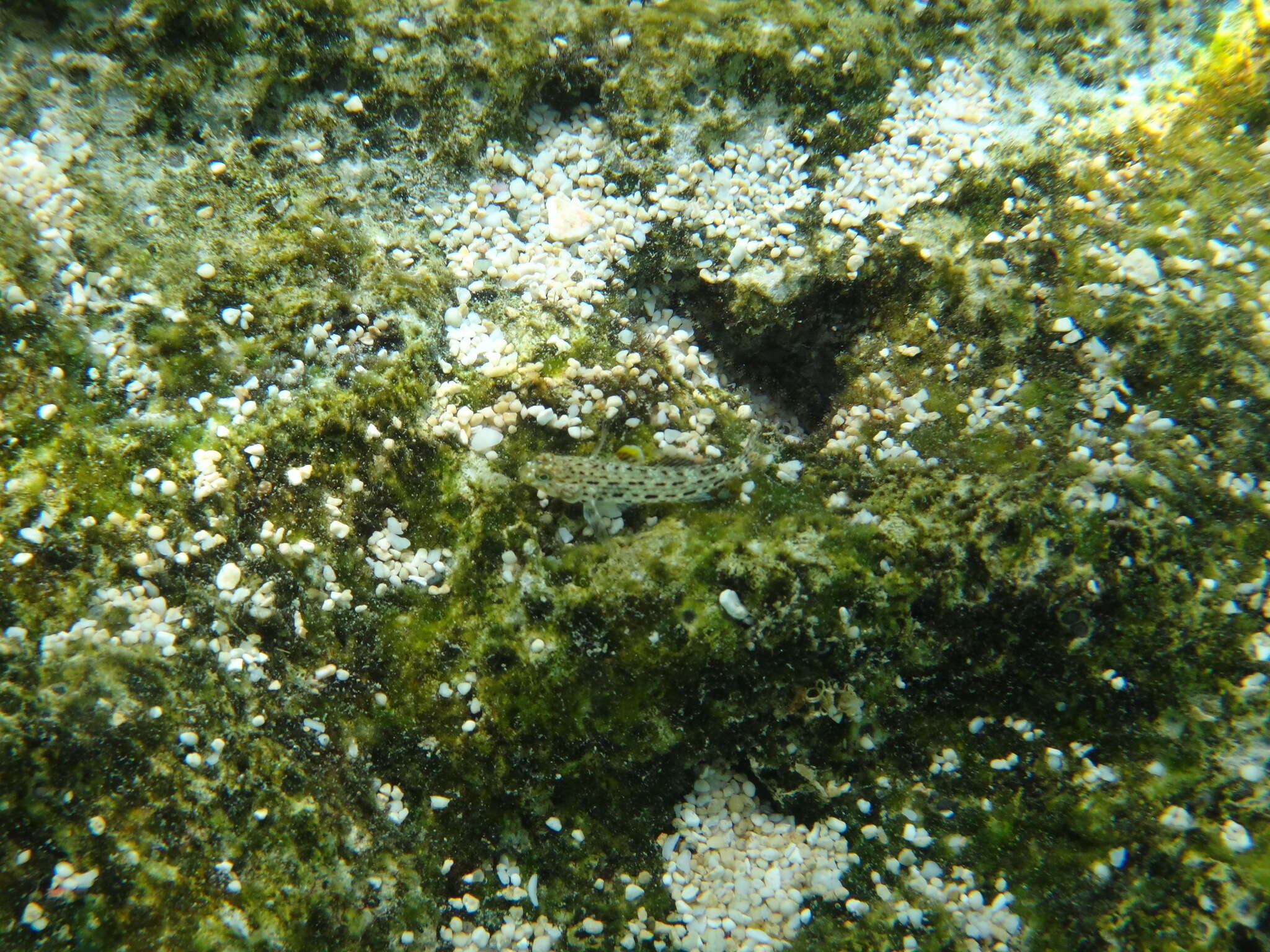 Image of Ornate goby