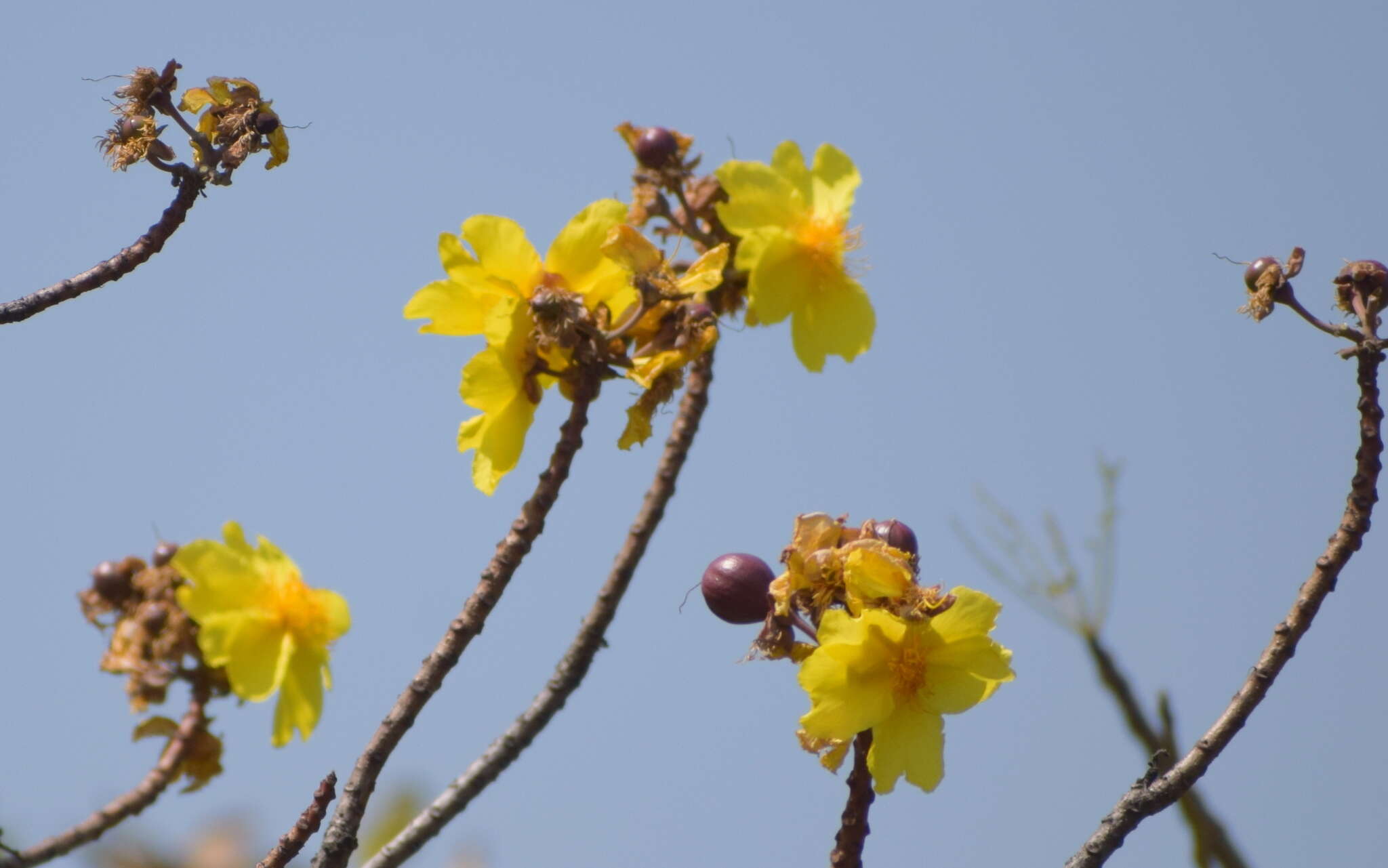 Cochlospermum religiosum (L.) Alston resmi