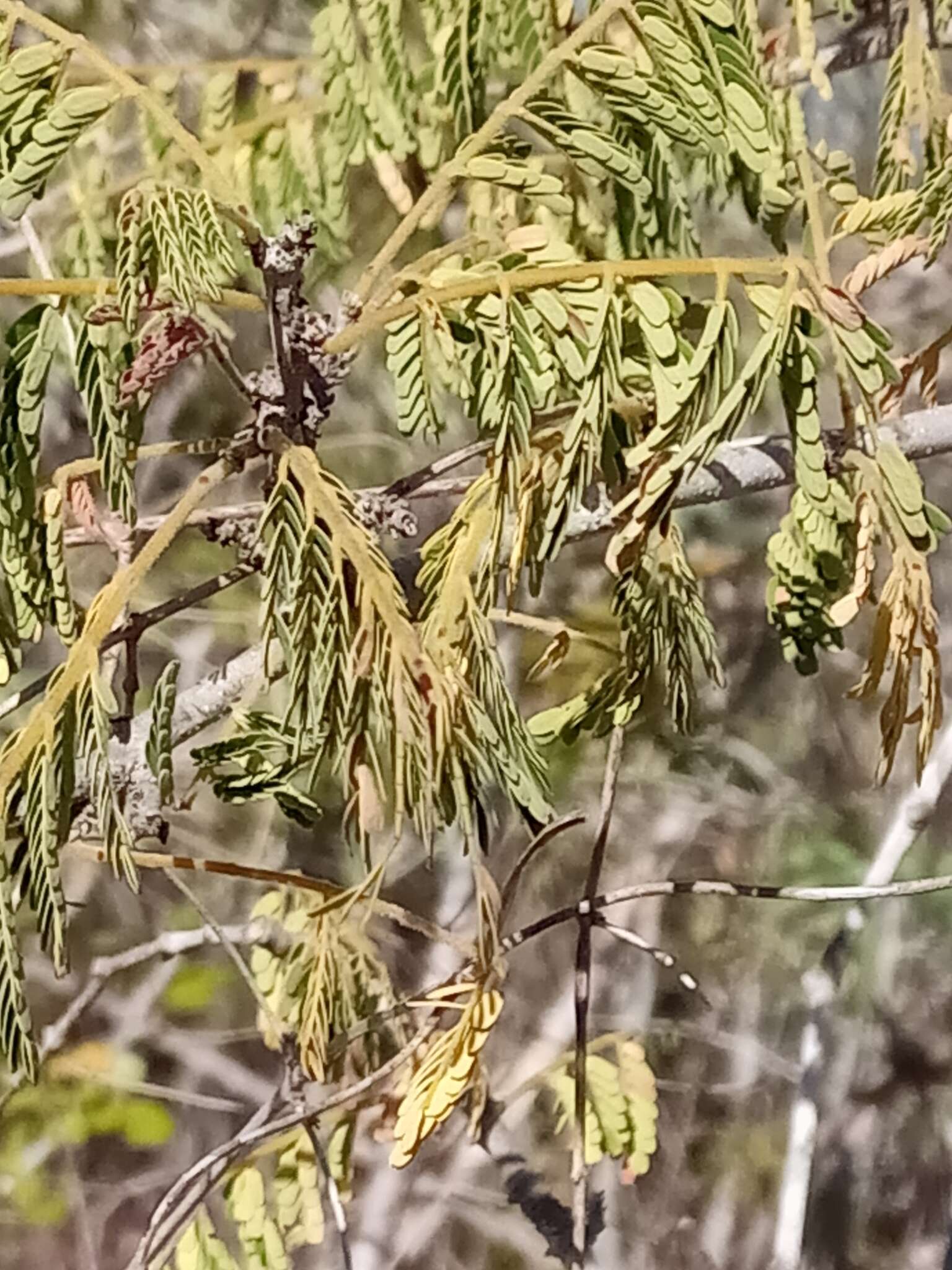 Image of Albizia masikororum R. Vig.