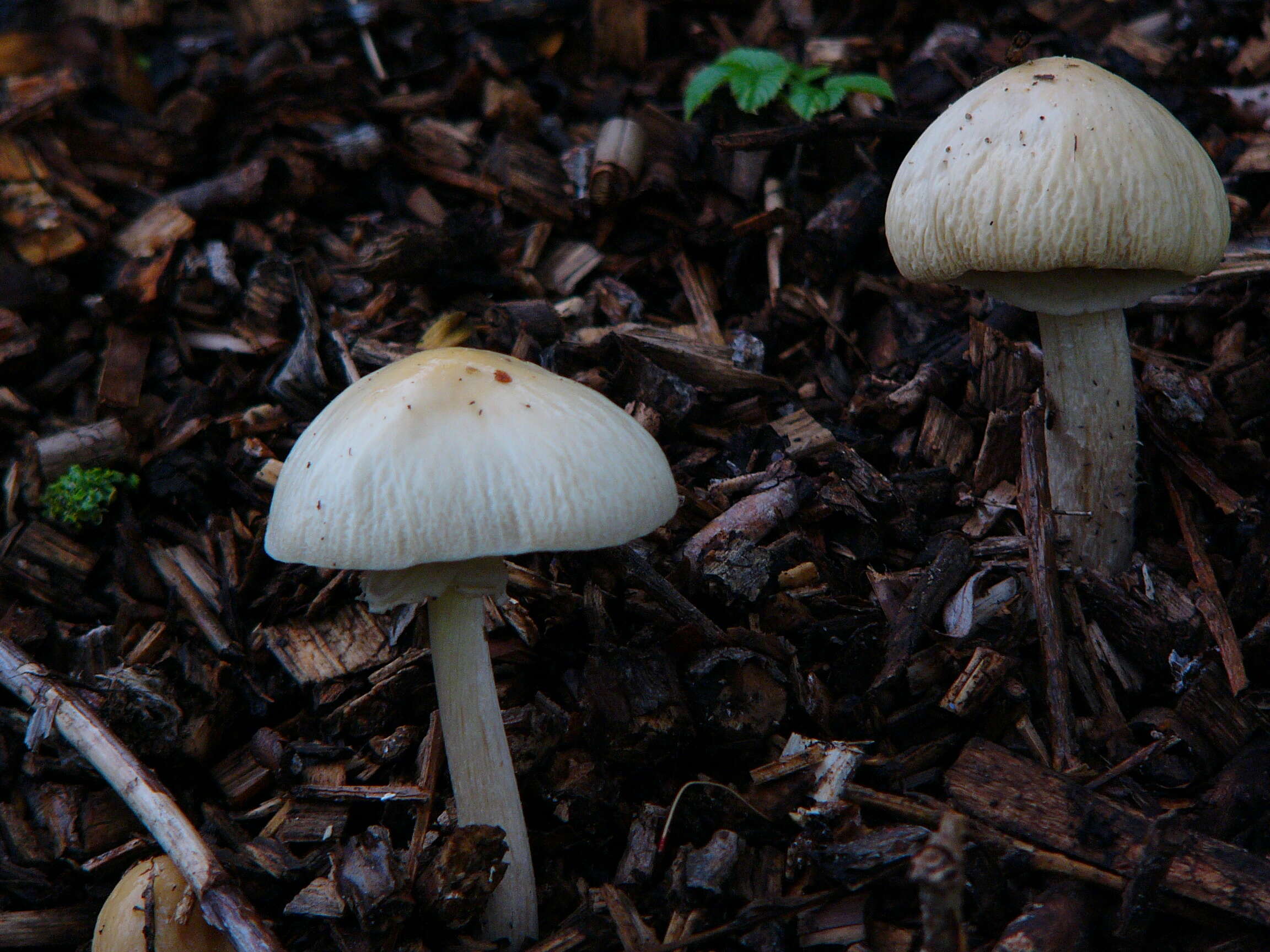 Image of Wrinkled Fieldcap