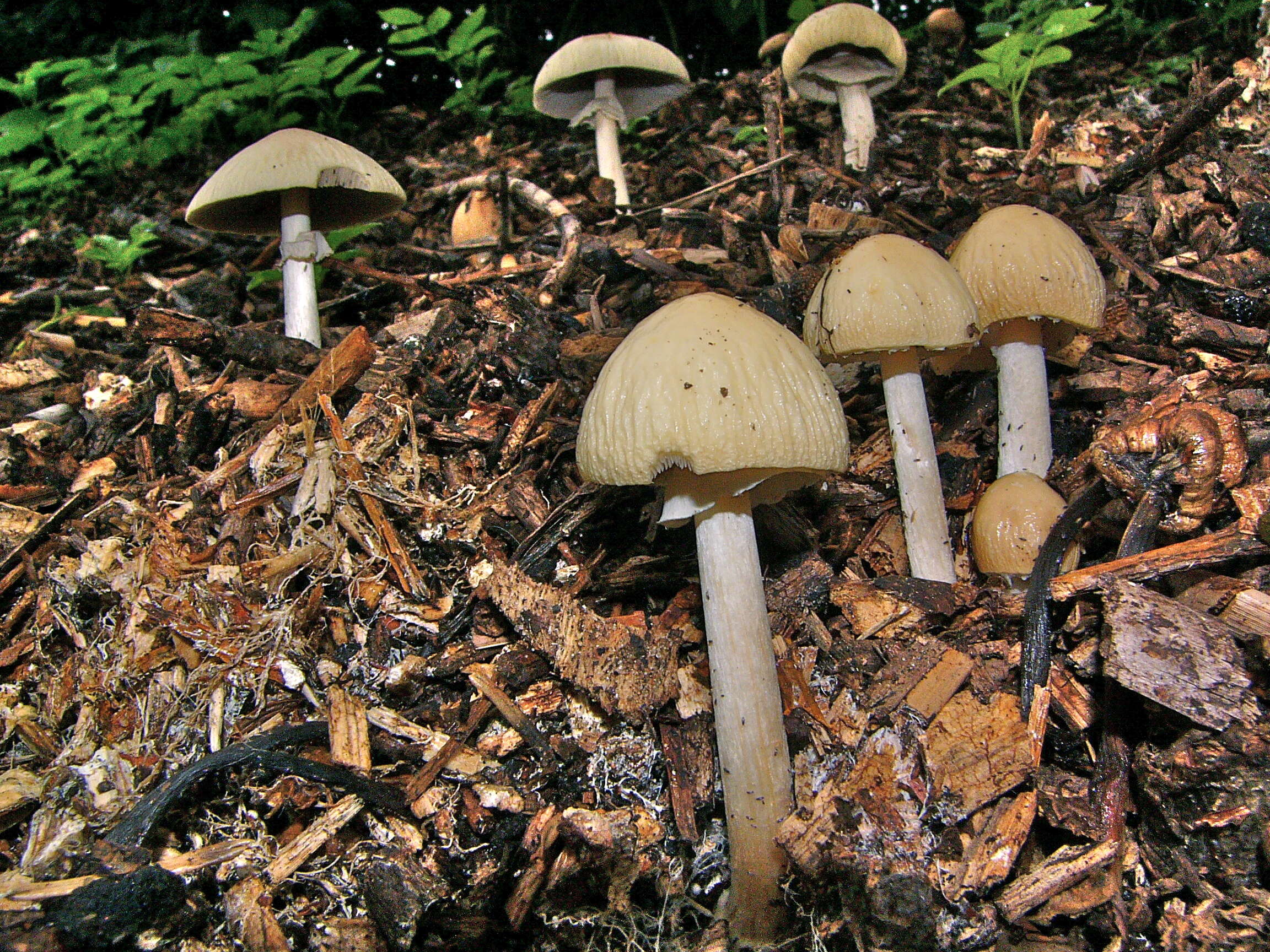 Image of Wrinkled Fieldcap