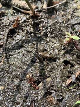 Image of Southern Cricket Frog