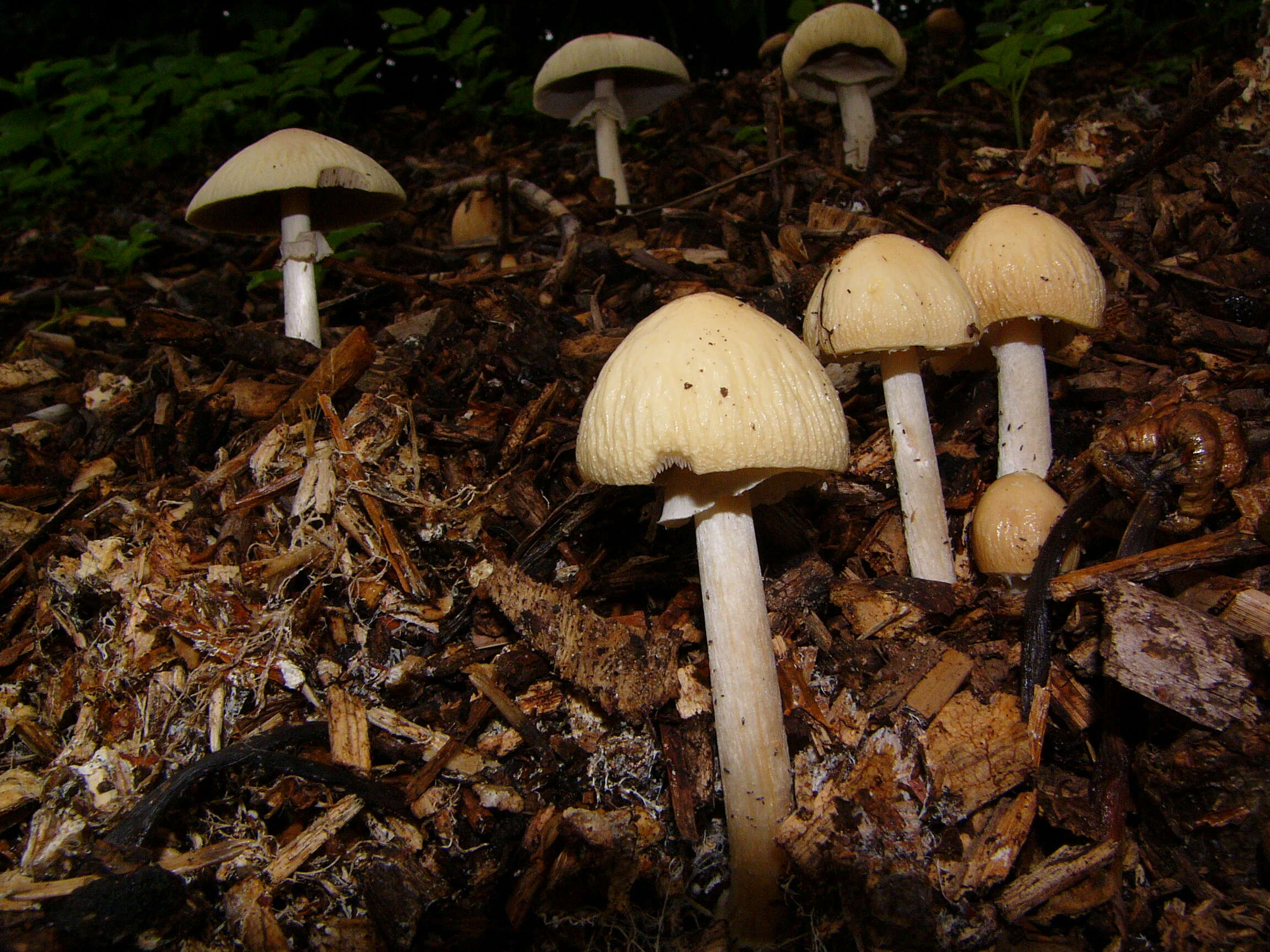 Image of Wrinkled Fieldcap