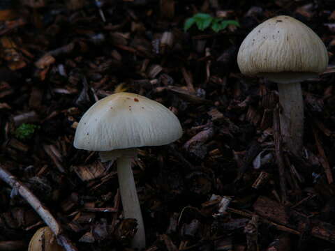 Image of Wrinkled Fieldcap