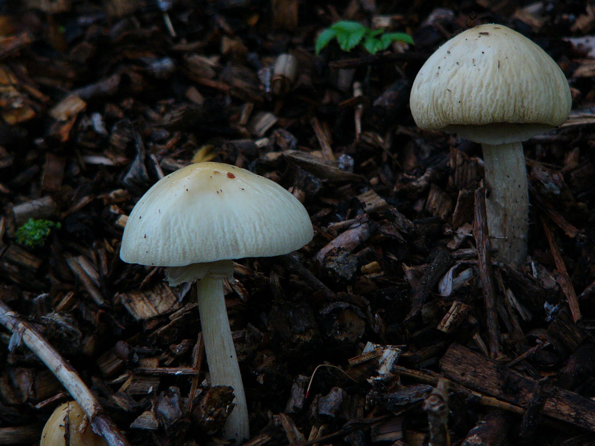 Image of Wrinkled Fieldcap