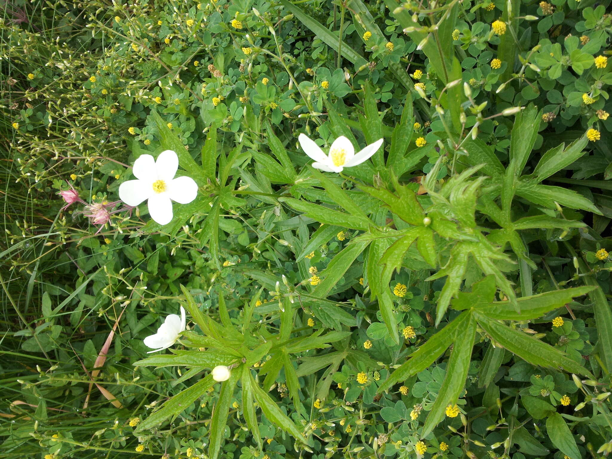 Image of Canadian anemone