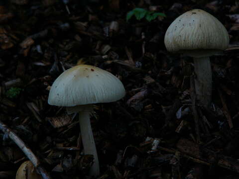 Image of Wrinkled Fieldcap