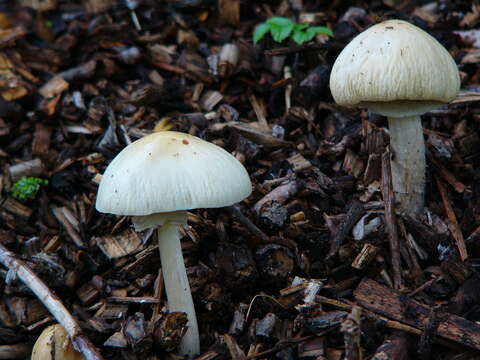 Image of Wrinkled Fieldcap