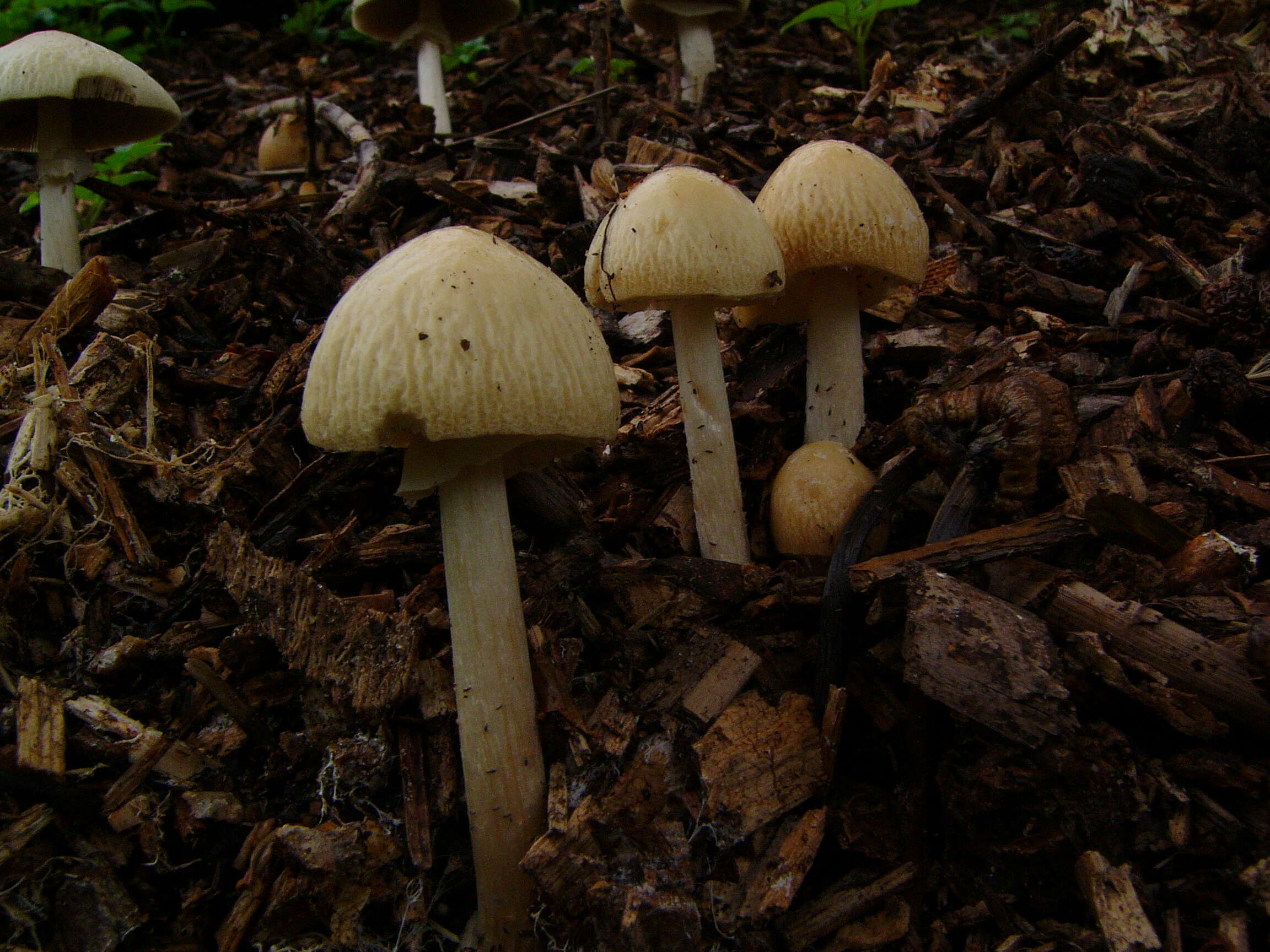 Image of Wrinkled Fieldcap