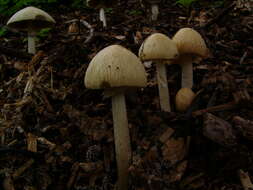 Image of Wrinkled Fieldcap