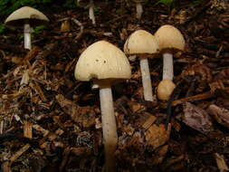 Image of Wrinkled Fieldcap