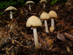 Image of Wrinkled Fieldcap