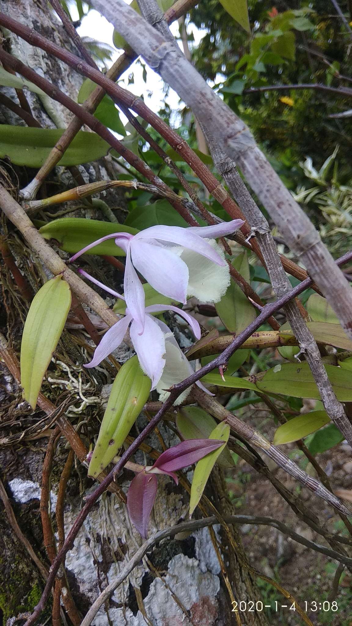 Image of Hooded orchid