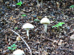 Image of Wrinkled Fieldcap