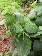 Imagem de Urtica morifolia Poir.