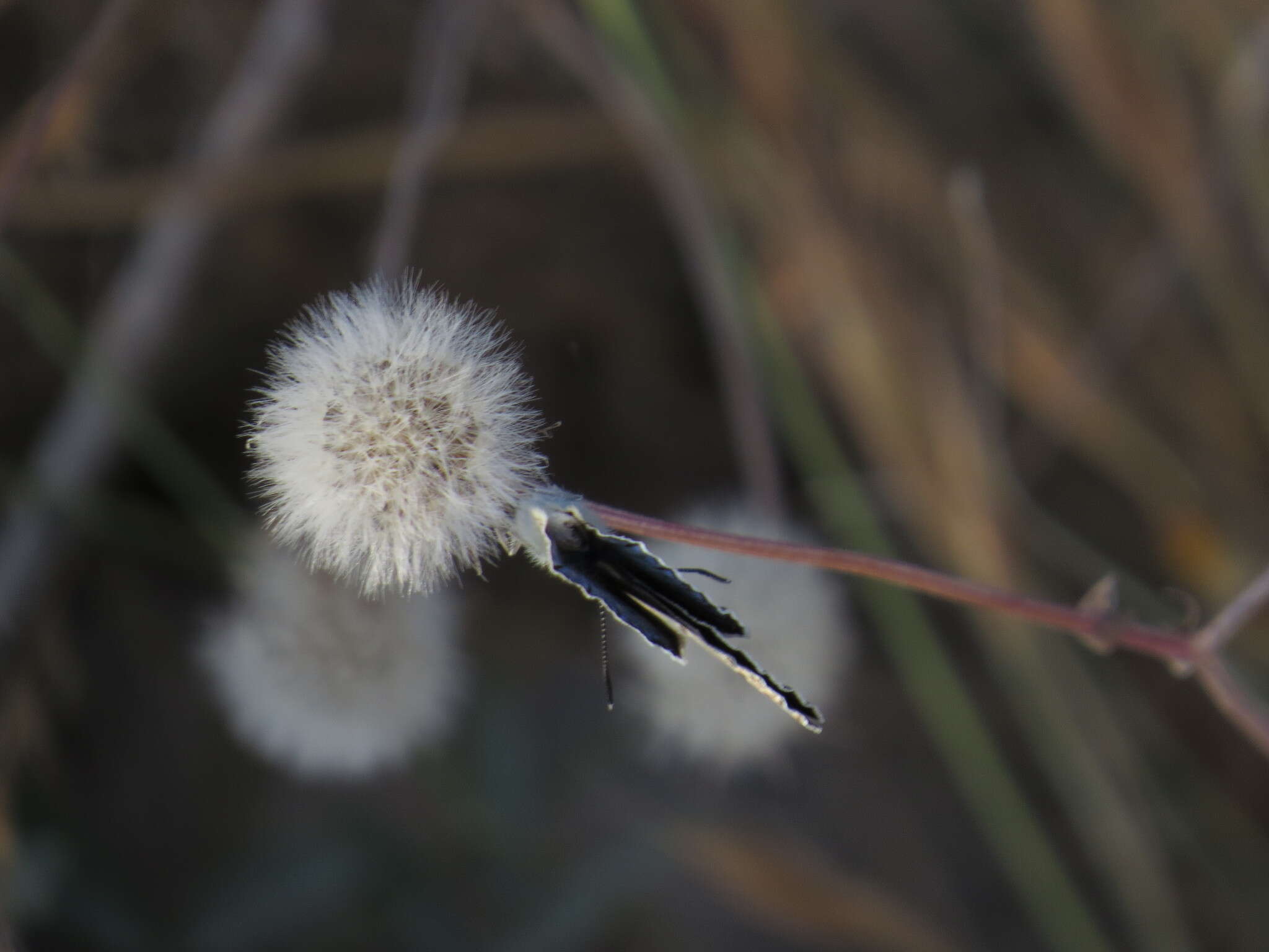 Image of Plebejidea loewi