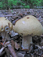 Image of Agrocybe praecox (Pers.) Fayod 1889