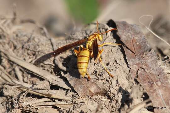 Image of Wasp