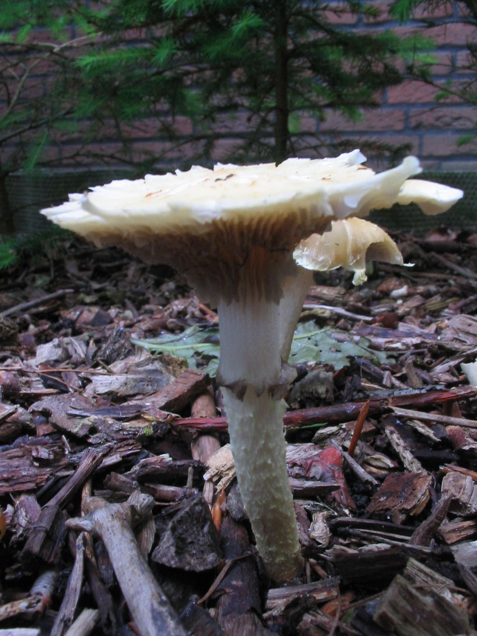 Image of Agrocybe praecox (Pers.) Fayod 1889