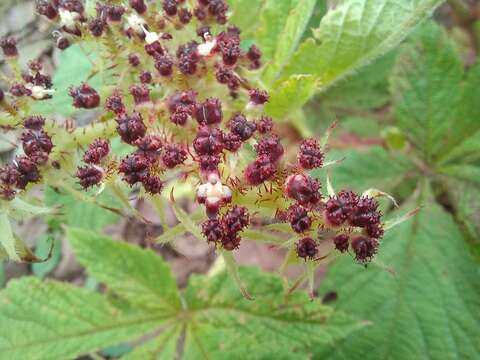 Cyphostemma vanmeelii (Lawalrée) Wild & Drumm. resmi