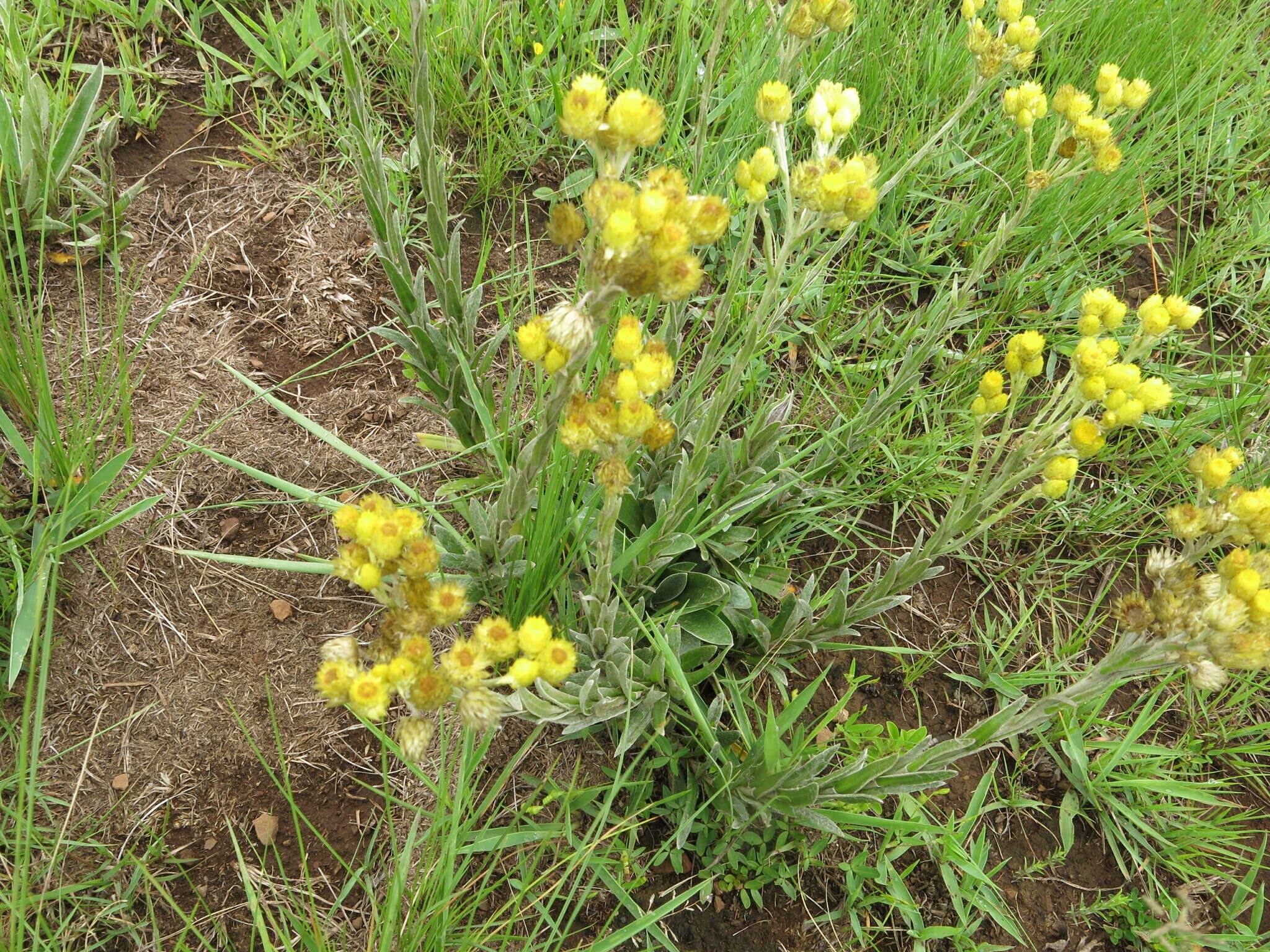 Image de Helichrysum mixtum (Kuntze) O. Hoffm.